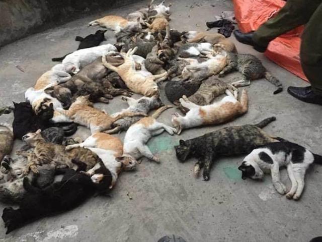 Hàng loạt mèo ở một xã đồng loạt lăn ra chết bất thường