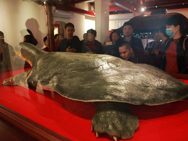 Tiết lộ “bí kíp” làm ra tiêu bản rùa Hồ Gươm giống y như thật