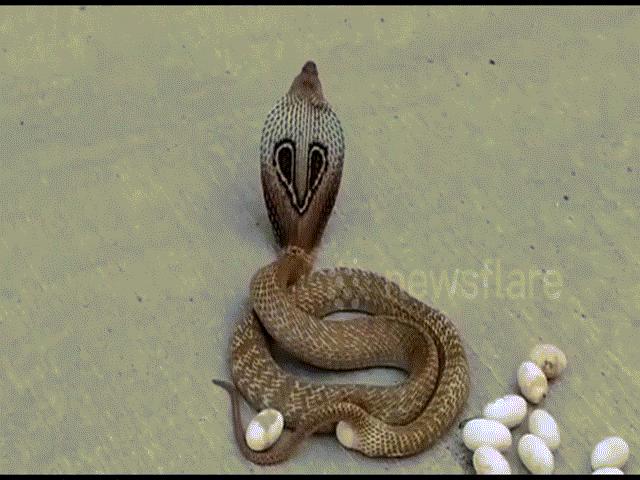 Video rắn hổ mang đẻ trứng giữa phố đông người