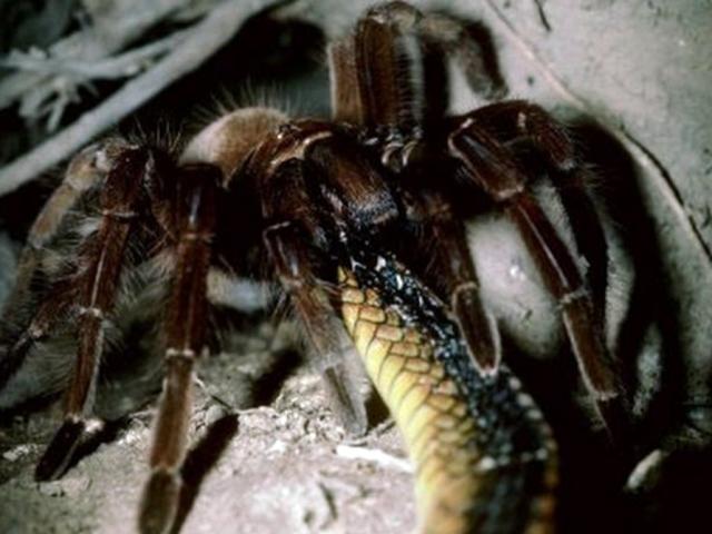 Bị dụ vào hang săn mồi, rắn độc trở thành bữa ăn của nhện khổng lồ