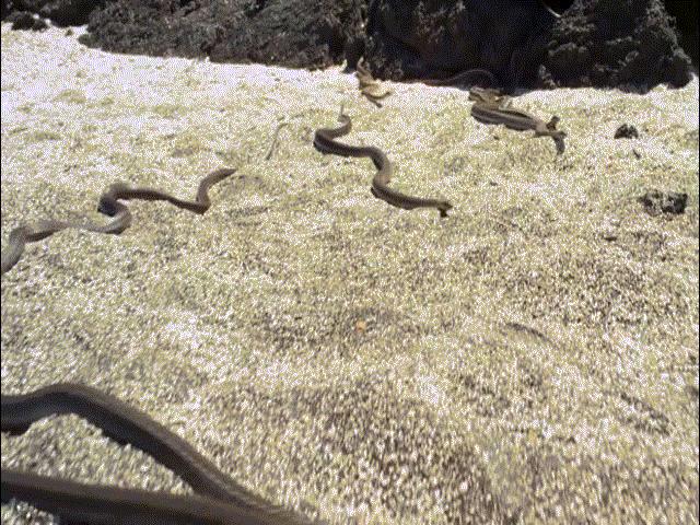 Video: Kịch tính cả đàn rắn ”truy sát” kỳ nhông và diễn biến nghẹt thở đầy bất ngờ