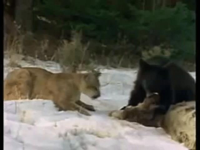 Lao ra toan cướp thức ăn của gấu đen, báo sư tử nhận cái kết không thể ngờ