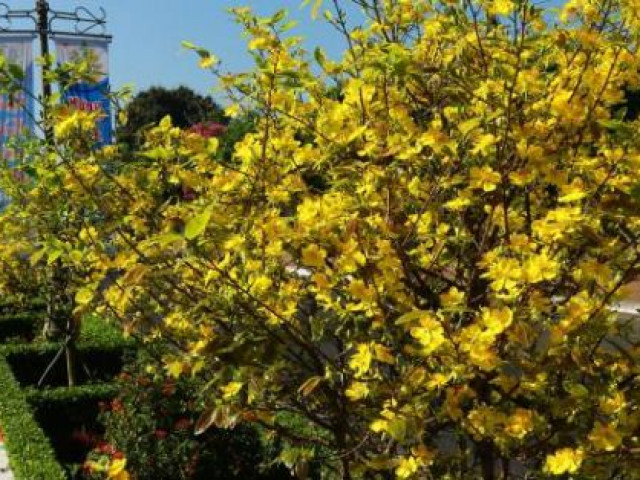 Hoa mai phủ vàng rực rỡ hơn 5km dải phân cách ở Bà Rịa – Vũng Tàu