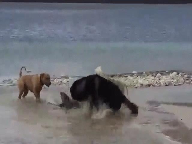 Video: Số phận rái cá ra sao khi vừa phòng thủ vừa nhanh trí lên kế hoạch thoát khỏi 4 con chó nhà?