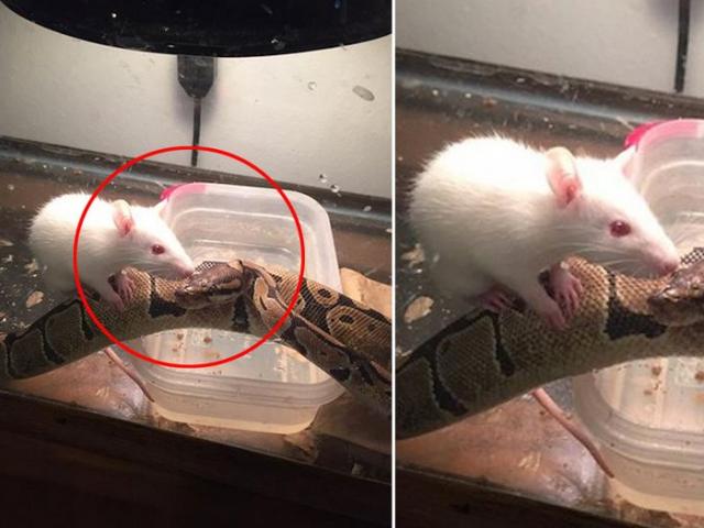 Thả chuột cho trăn ăn thịt, không ngờ trở thành đôi bạn thân