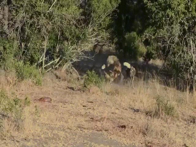 Video: Màn tranh mồi kịch tính giữa linh cẩu và bầy chó hoang