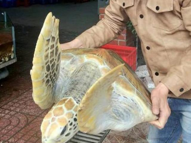Bỏ tiền túi mua rùa biển quý hiếm nặng 30kg để... thả về biển