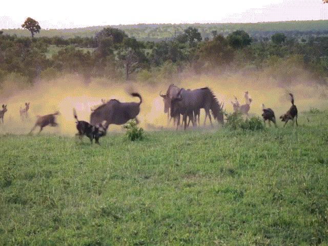 Video: Linh dương đầu bò dùng chiến thuật thông minh chống lại kẻ săn mồi