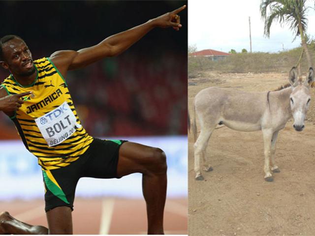 Giật mình: Loài lừa chạy như ngựa đua 70km/h, nhanh gấp 2 lần Usain Bolt
