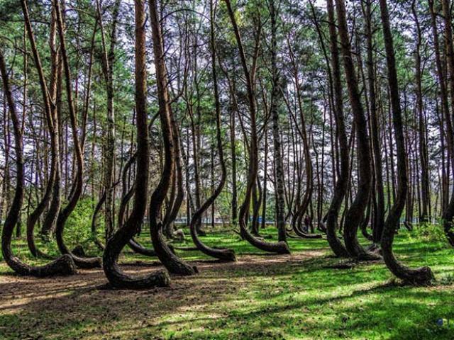 Bí ẩn khu rừng cong vẹo như sâu đo ở Ba Lan