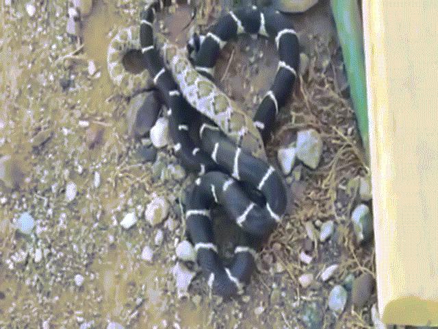 Video: Rắn vua sử dụng tuyệt chiêu lợi hại kết liễu rắn đuôi chuông