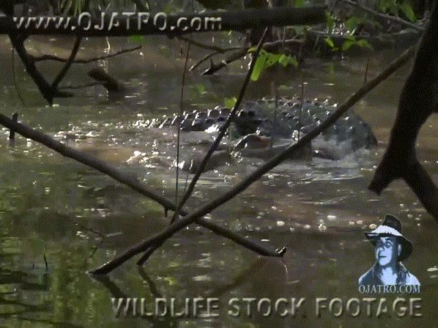 Video: Xâm lấn lãnh thổ của ”sát thủ đầm lầy”, trăn Miến Điện bị cá sấu hạ gục