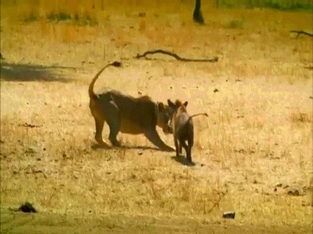 Video: Liều mình tấn công lợn lòi, sư tử chạy ”té khói” vì bị truy sát