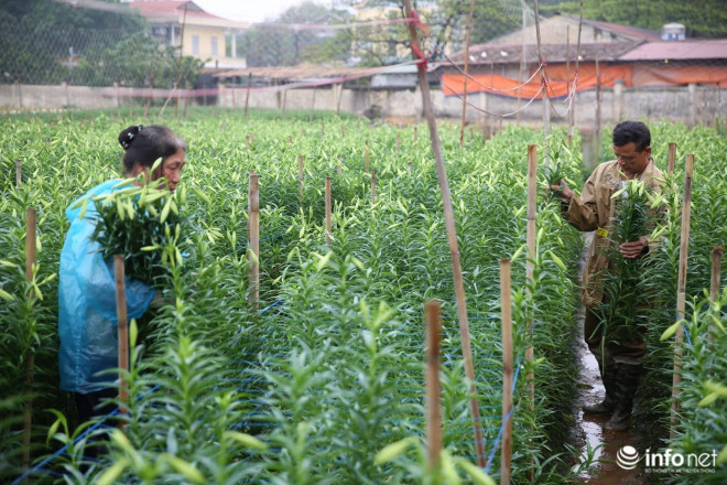 Giá hoa loa kèn Hà Nội giảm 50-60%, người trồng hoa ”đau đầu” vì thất thu