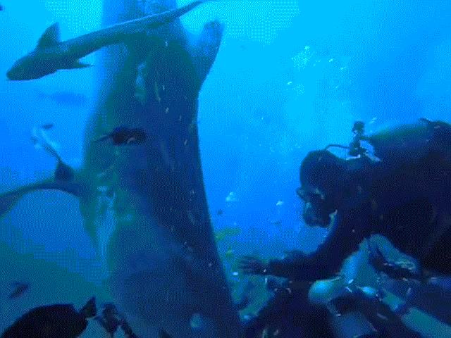 Cá mập hổ hung dữ ngoạm đầu du khách dưới biển