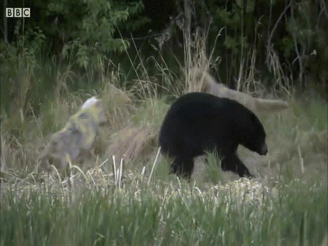 Video: Gấu đen và chó sói lao vào cuộc chiến “một mất một còn” để bảo vệ con non