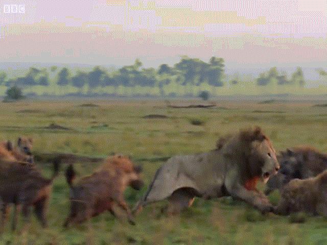 Video: Vô tình lọt vào lãnh thổ của linh cẩu, sư tử bị “đánh hội đồng” đến tơi tả