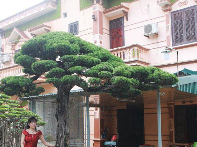 Choáng váng bộ sưu tập siêu cây cảnh triệu đô của nữ đại gia Phú Thọ