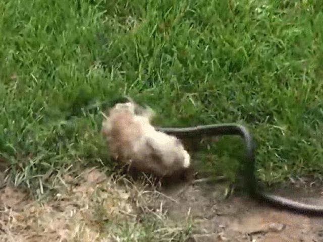 Thỏ mẹ tung ”liên hoàn cước”, giải cứu đàn con khỏi rắn độc