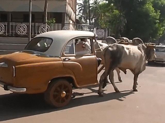 Xe bò phiên bản ”sang chảnh” được nâng cấp lên tầm cao mới ở Ấn Độ
