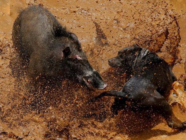 Lợn rừng ”thủy chiến” với chó hoang và cái kết bi thảm cho kẻ bại trận