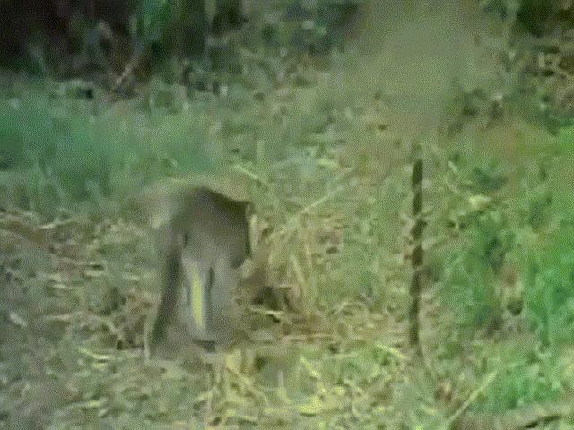 Video: Bị khỉ ”trêu ngươi”, hổ mang chúa phùng mang trợn mắt chống trả và cái kết bất ngờ