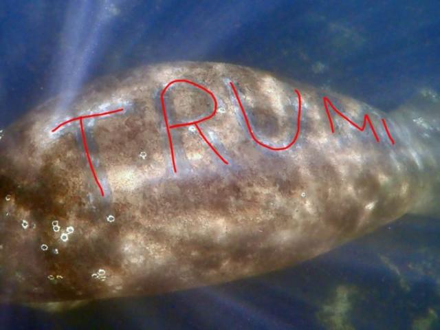 Lợn biển bị khắc chữ ”TRUMP” trên thân, giới chức Mỹ phẫn nộ