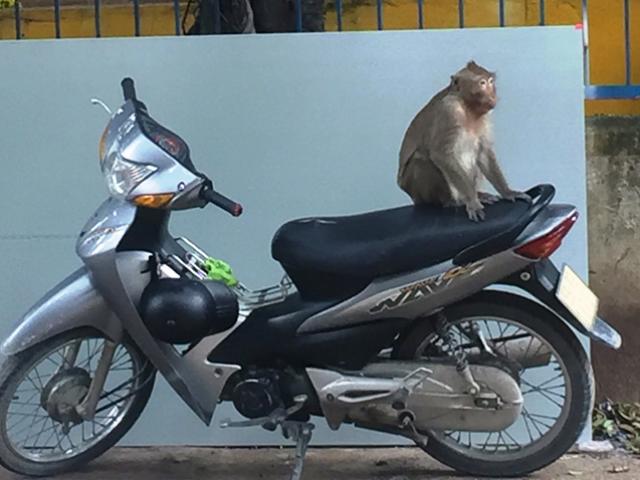 Bắn thuốc mê di dời đàn khỉ trong khu dân cư ở Sài Gòn