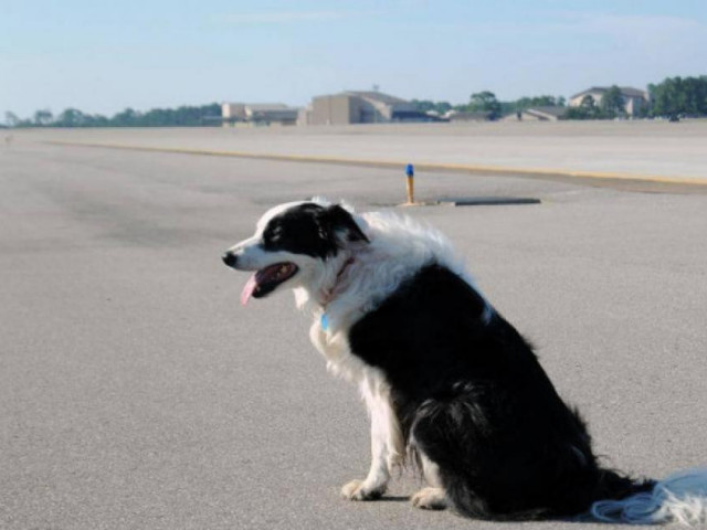 Máy bay phải bay chờ hạ cánh vì phát hiện chó chạy rông trong khu bay