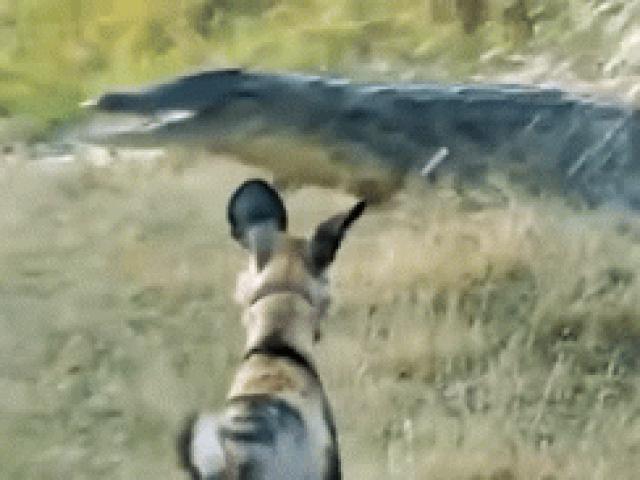 Một mình cân hết đàn chó hoang hung hãn, cá sấu liều lĩnh khiến đối thủ phải kiêng nể