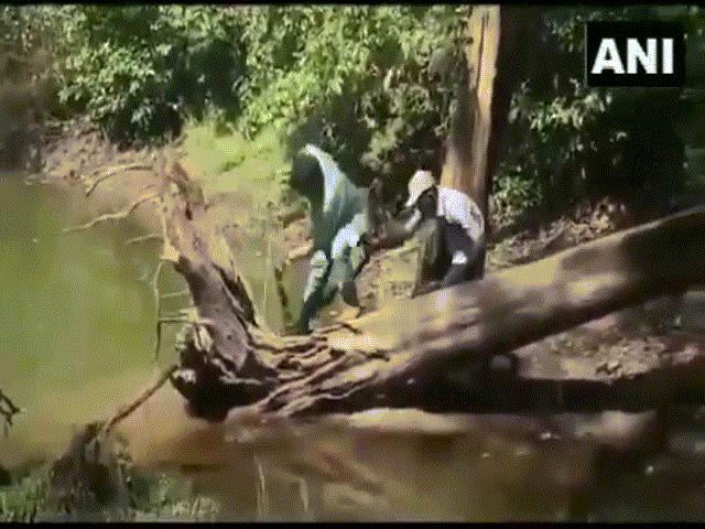 Video: Hổ mang chúa ”khủng” khiến người bắt ”toát mồ hôi hột” với màn chống trả
