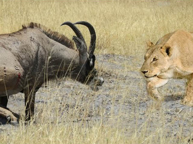 Linh dương phản đòn giành giật mạng sống khiến 2 con sư tử ”chạy mất dép”