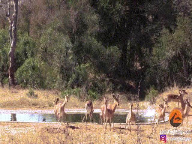 Video: Mải tranh nhau quyết liệt, linh cẩu – báo đốm chưng hửng vì con mồi làm chuyện bất ngờ