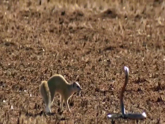 Trận tỉ thí sinh tử giữa cầy mangut và rắn hổ mang chúa: ”Kẻ tám lạng người nửa cân”
