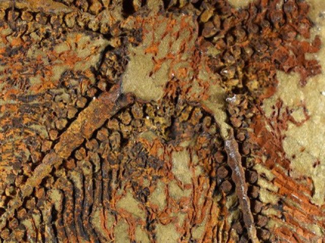 Phát hiện bất ngờ từ sinh vật 5 tay, 480 triệu tuổi ”niêm phong” trong đá