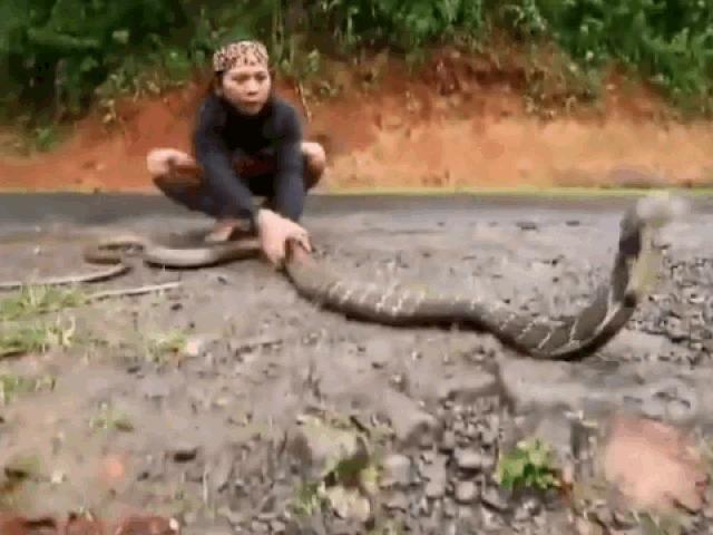 Cô gái tay không tóm gọn rắn hổ mang chúa khổng lồ dài 3 mét