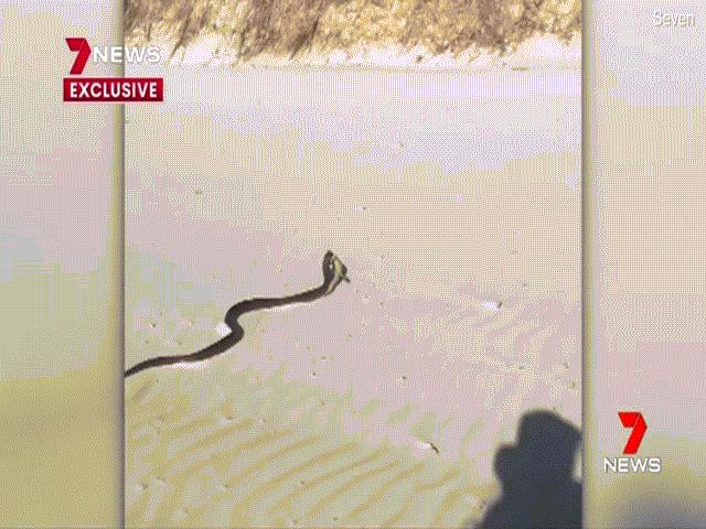 Video: Hãi hùng cảnh rắn độc dài 3 mét nuốt chửng thằn lằn trên bãi biển