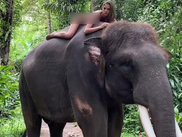 Chụp ảnh khỏa thân với voi, cô gái xinh đẹp bị lên án