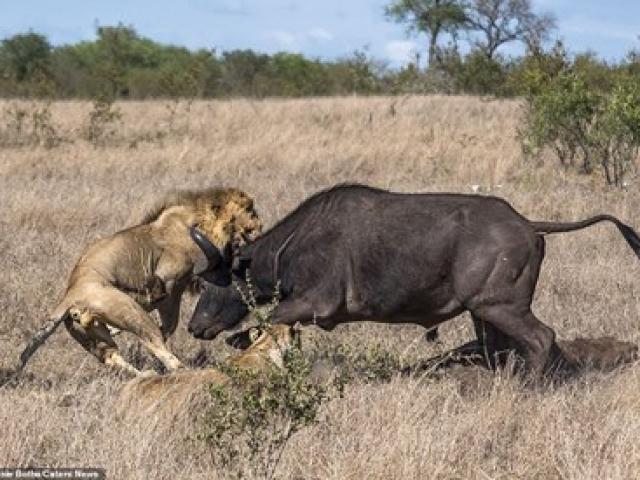 Màn hạ sát ”tàn độc” của trâu rừng với sư tử
