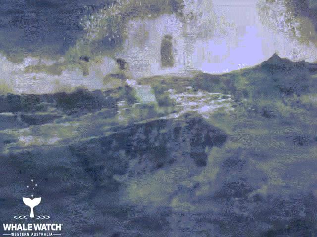 Video: 15 con cá voi sát thủ “đánh hội đồng” cá voi lưng gù và kết cục bất ngờ