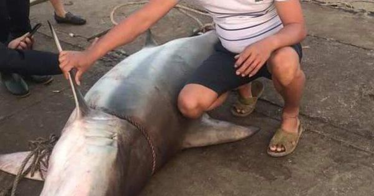 CLIP: Ngư dân Quảng Trị câu được cá mập gần 1,5 tạ, bán ngay tại bến