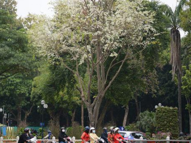 Ngắm hoa sưa ”phủ trắng” phố phường Hà Nội