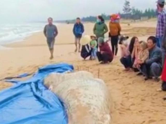 Cá voi trắng nặng 2 tấn chết trôi dạt vào bờ biển Quảng Bình