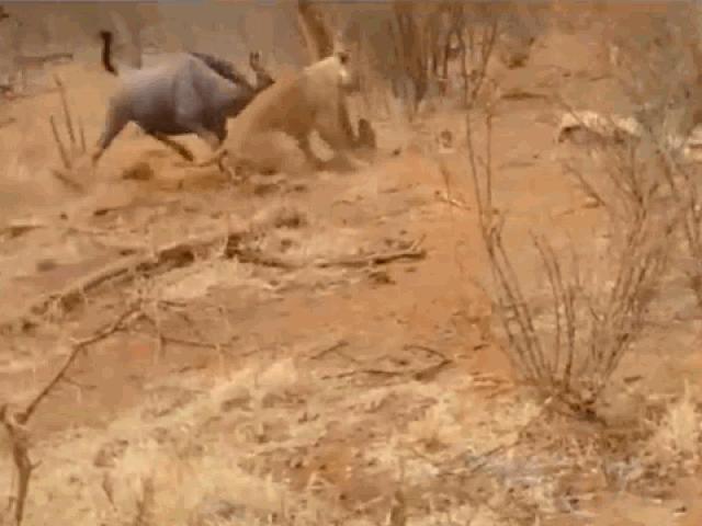 Sư tử suýt bỏ mạng vì bị linh dương đầu bò tấn công ngược