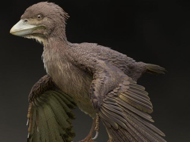 Vì sao loài chim sống sót khi khủng long tuyệt chủng?