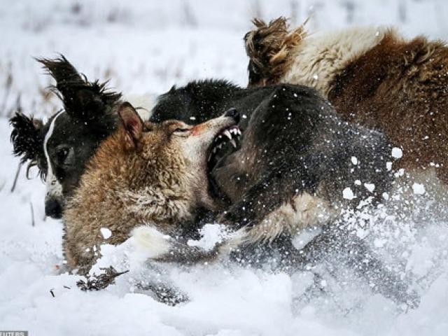 Chó sói đơn độc đại chiến 3 chó săn và cái kết