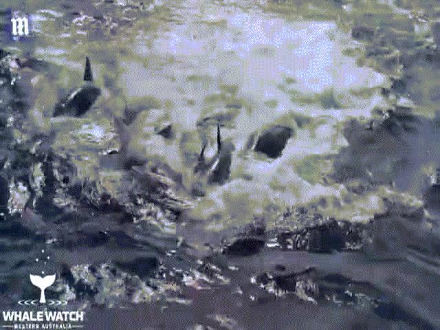 Video: Lạc vào lãnh địa 5 đàn cá voi sát thủ, cá voi xanh dài 15m nhận kết cục thảm khốc