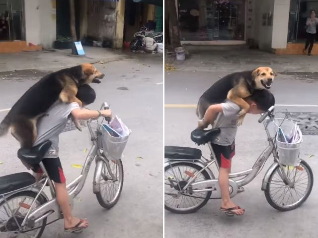 Clip: Cậu bé chở chó cưng bằng xe đạp dạo phố ”đốn tim” dân mạng