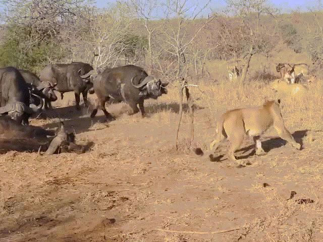 Video: Trâu rừng tấn công sư tử để cứu ”đồng đội” nhưng lại bỏ đi ở phút cuối