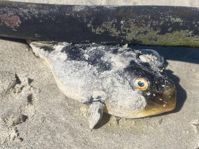 Nam Phi: Phát hiện hàng trăm xác cá ”mắt quỷ” có nọc độc chết chóc hơn xyanua dạt bờ